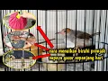 Download Lagu HOW TO INCREASE THE LIBRA OF RED-HEAD PRENJAK SO THAT IT IS GACOR AND A FIGHTER‼️