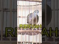 Download Lagu perkutut suara lelah https://www.youtube.com/@javaperkutut