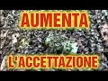Download Lagu Apicoltura CD: Aumenta l'accettazione con questi accorgimenti