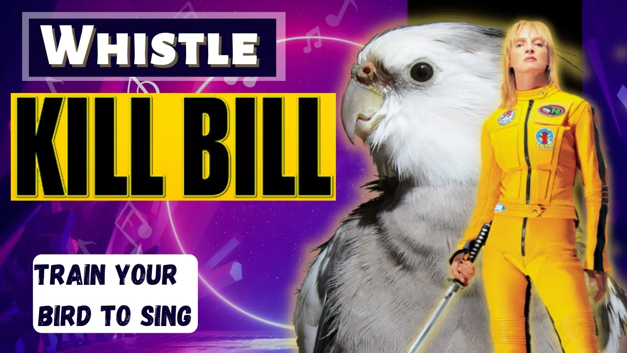 Whistle - KILL BILL - Training Video for Cockatiels and Birds