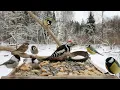 Lagu 🔴 Forest Bird Feeder | Relaxing Nature Sounds from the Forest [ 2026/1/10 ]