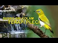 Lagu SUARA AIR KOLAM TERAPI BURUNG PLECI PLUS RELAKSASI