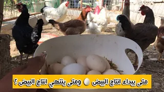 متى يبداء أنتاج البيض متى ينقطع أنتاج البيض كم عمر الدجاج 