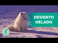 WHAT is a TUNDRA Characteristics climate flora and fauna