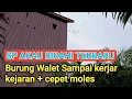 Download Lagu SP AKAU BIRAHI SANGAT AMPUH MENGINAPKAN WALET + BUAT SARANG