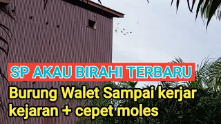 sp akau birahi sangat ampuh menginapkan walet buat sarang