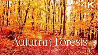 Enchanting Autumn Forests With Beautiful Piano Music 4K Autumn Ambience Fall Foliage 