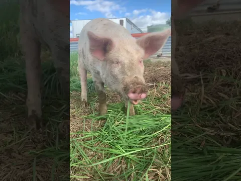 🐽Who is Who in a Pig Family: Pigs for Kids🐷