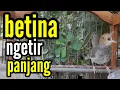 Download Lagu PRENJAK BETINA GACOR | Prenjak Betina Gacor Ngetir Panjang Untuk PANCINGAN PRENJAK KEPALA MERAH.