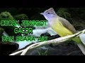 Download Lagu masteran CUCAK JENGGOT GACOR DAN TERAPI AIR MENGALIR dijamin cepet GACOR