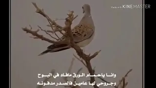 صوت الحمايم   دندنها
