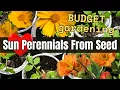 Download Lagu 🌞 Start NOW! Sun-Loving Perennials from Seed to Save Big! | Geum, Shasta Daisy \u0026 Coreopsis