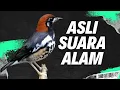 Lagu ANIS KEMBANG , PUNGLOR KEMBANG GACOR NGEPLONG NGECIS NRAKTAK DI PAGI HARI