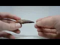 Real 110 Million Year Old Spinosaurus Tooth
