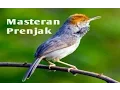Download Lagu 30 Menit Masteran Burung Prenjak Kepala Merah