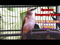 Download Lagu Trucuk Gacor Full Isian Dan Materi