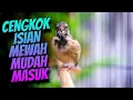 Download Lagu MATERI ANDALAN PALING DICARI - Masteran BLACKTHROAT GACOR SUARA JERNIH MUDAH DITIRU