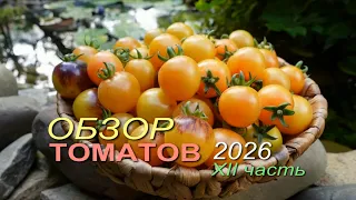 🍅 ТОП-6 Легендарных Сортов Томатов 2026! Клубничный Щербет, Не Подведи Меня, Гигант Мана (Ч. 12)