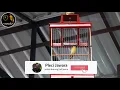 Download Lagu GANTANGAN BISA ROBOH//PLECI NEMBAK GETER-GETER!! JUARA BOB.