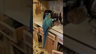 Blue Gold Macaw Goes Crazy!