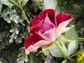 Romeo & Juliet Fantasy-Overture (Tchaikovsky)