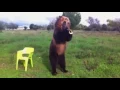 The Bear Necessities Mash-up