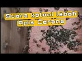 Download Lagu SUARA KOLONI LEBAH APIS CERANA