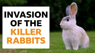 The rabbits that (nearly) destroyed a continent