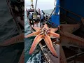 Download Lagu HUGE STAR FISH caught by fishermen⭐🐟