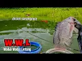 Lagu AKHIRNYA DAPAT NILA BABON WADUK WADAS LINTANG || mancing ikan nila di waduk Wadas Lintang