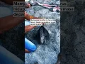 Download Lagu Ini cerita perjalanan saya ke desa pemburu rasaksa laut yang terakhir. #lamalera