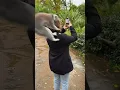 Download Lagu Racoon attack😳| #meme #funnymemes #ytshorts #explore #trending #viral #shorts #short #comedy