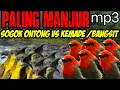 Download Lagu suara pikat sogok ontong vs bangsit atau kemade paling manjur buat pikat di kebun dan hutan