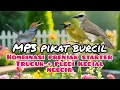 Lagu Suara Pikat Burcil KombinasiPrenjak Starter, Pleci Kecial Dan Trucuk Ribut