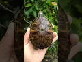Download Lagu kura kura red belly nelsoni | pseudemys nelsoni | Florida red bellied cooter