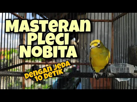 Download MP3 Masteran Pleci, Tembakan Pleci Nobita Dengan Jeda 10 Detik