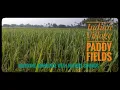 Download Lagu Morning ambience of Indian village paddy fields with nature sounds
