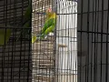 Download Lagu TRAH PAUD KONSLET/ BALIBU KONSLET/ BURUNG LOVEBIRD NGEKEK CALON KONSLET