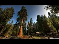 Carbon Based Lifeforms - Terpene