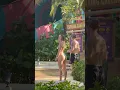 Download Lagu 🇹🇭Andamanda Water Park Summer Holiday -Phuket Thailand Sunny Day💦 #waterslide  #waterpark