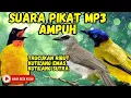 Download Lagu Suara Pikat Mp3 Super Ampuh, Trucukan Ribut + Kutilang Emas + Kutilang Sutra