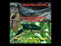 suara pikat/pancingan Burung srigunting irian/saeran eod.. Ampuh 1000% terampuh 👍