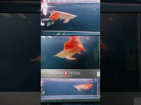 Arwana super red special 32cm admin : 081232424040  #arowana #arwanasepauk  #arwanasuperred