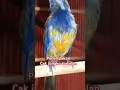 Download Lagu begini penampakan burung cak cungko trotolan.. #burung #kicaumanianusantara