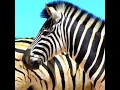 Download Lagu sepring animals