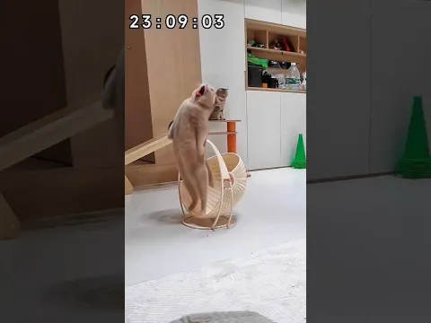 【#乔巴日记】猫：这怎么和别人家的不太一样Cat: This looks a little different from everyone else's. #猫咪 #cat #乔巴日记