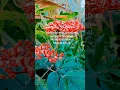 Download Lagu Surah Ibrahim Ayat 7