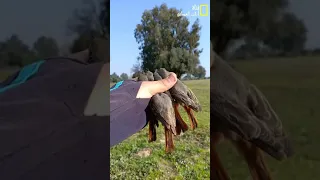 إطلاق العندليب في البرية 