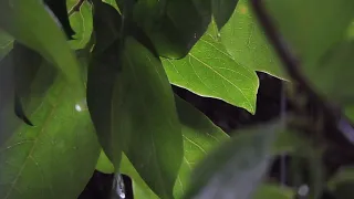 فيديوهات كرومات مطر بدون حقوق 1 Matar Videos Without Rights 