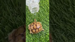 الماء السحري   دندنها